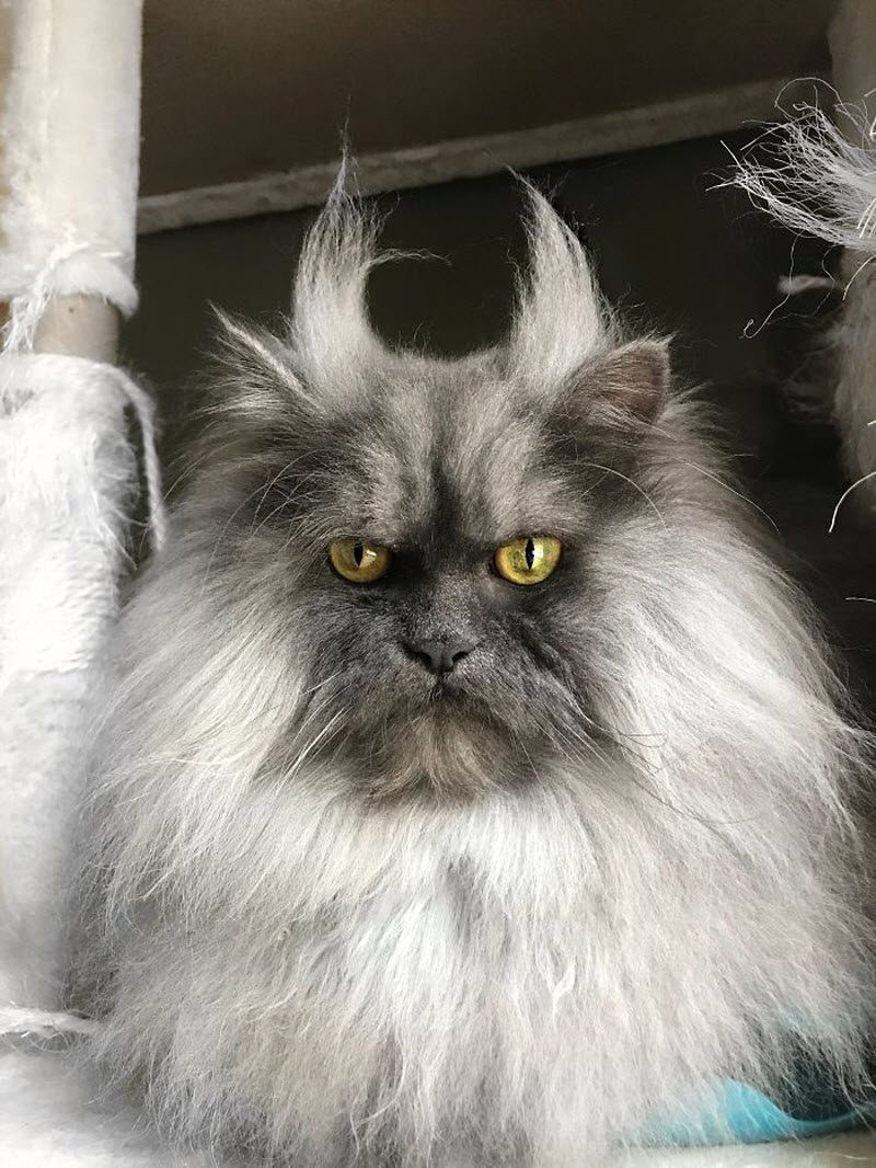 Кота Джуно, отменная шевелюра и вечно недовольная харя