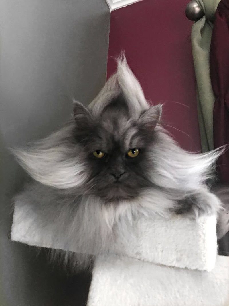Кота Джуно, отменная шевелюра и вечно недовольная харя