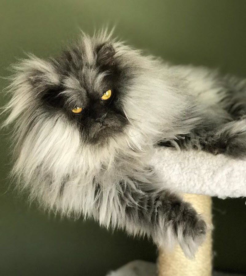 Кота Джуно, отменная шевелюра и вечно недовольная харя