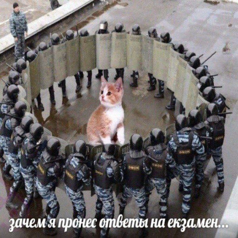 Прикольные картинки