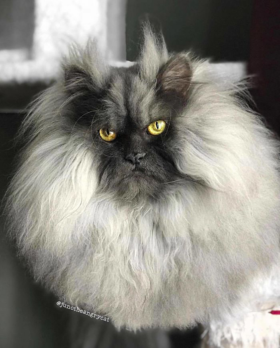 Злюка Джуно: кот, покоривший соцсети Злюка Джуно: кот, покоривший соцсети