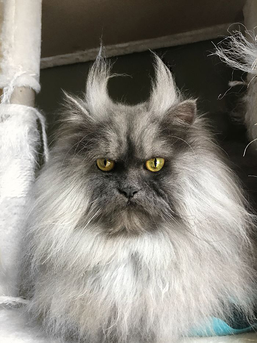 Злюка Джуно: кот, покоривший соцсети Злюка Джуно: кот, покоривший соцсети