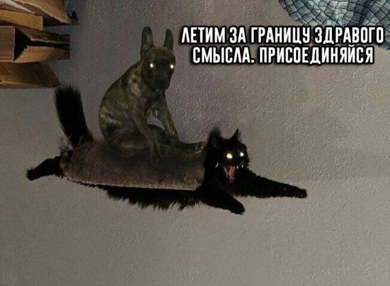 Прикольные картинки