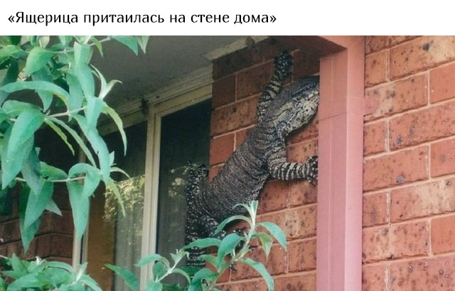 В Австралию ни ногой