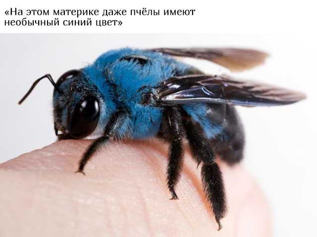 В Австралию ни ногой