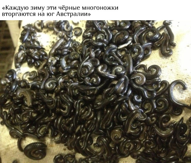 В Австралию ни ногой