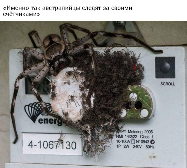 В Австралию ни ногой