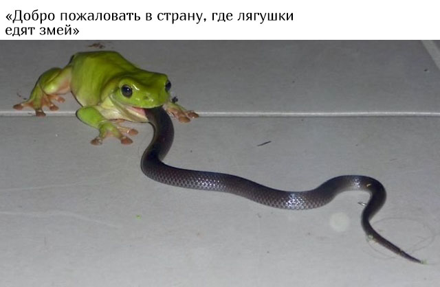 В Австралию ни ногой