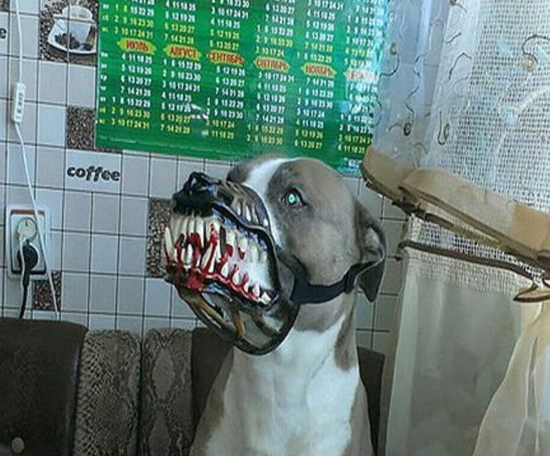 Креативный намордник для собак
