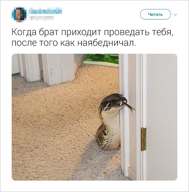 Забавные твиты о конфликтах братьев и сестер