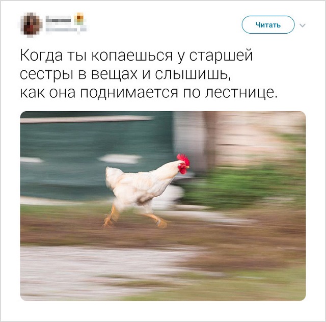 Забавные твиты о конфликтах братьев и сестер