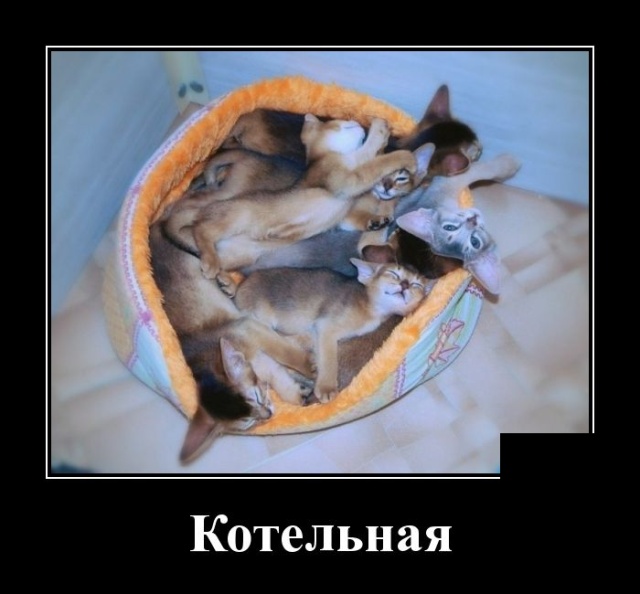 Демотиваторы