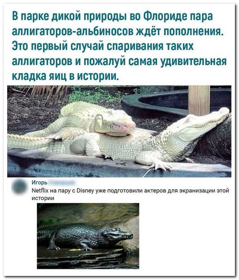 Забавные комментарии из социальных сетей