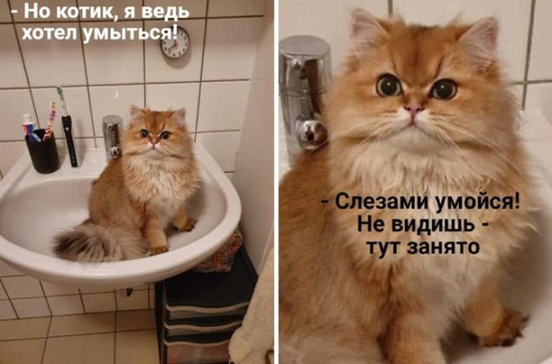 Прикольные картинки