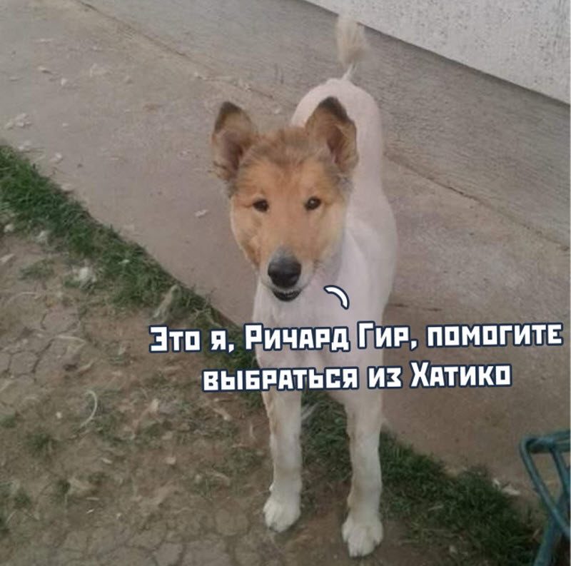 Прикольные картинки