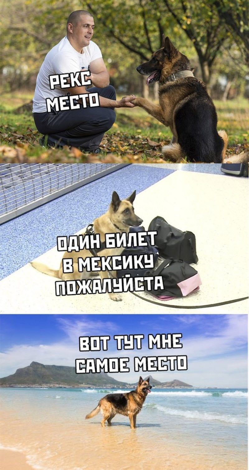 Прикольные картинки