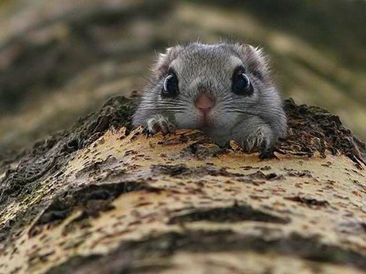 Необычные животные Земли Необычные животные Земли