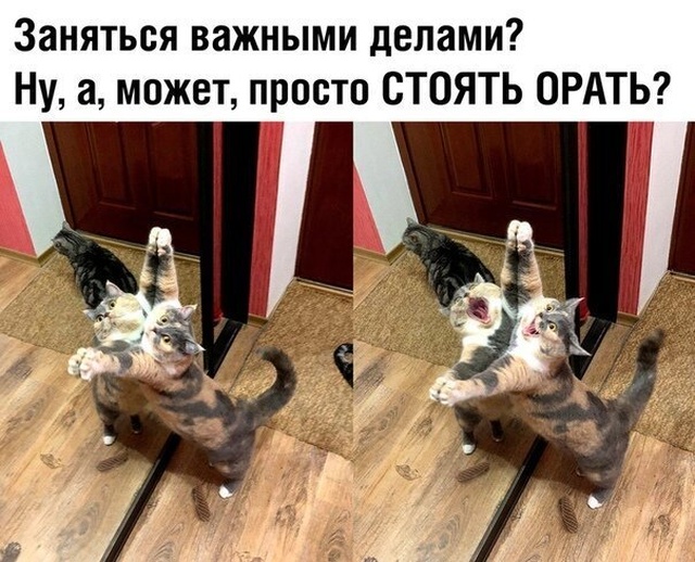 Немного шуток и комментариев из социальных сетей