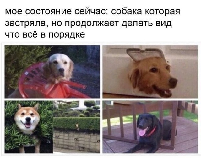 Немного шуток и комментариев из социальных сетей