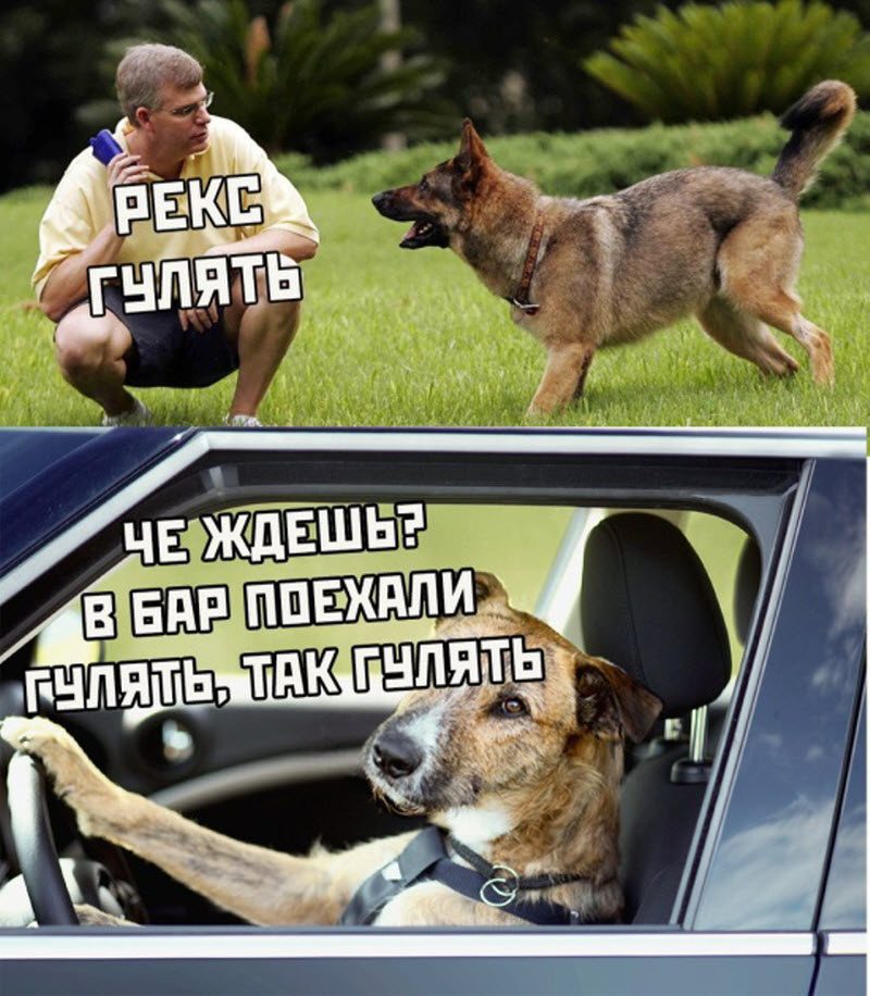 Прикольные картинки