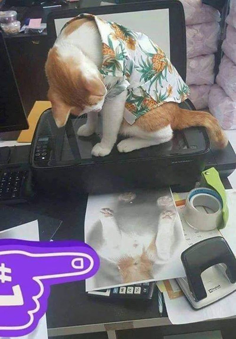 Прикольные картинки