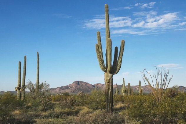 Самые странные причины смерти Самые странные причины смерти