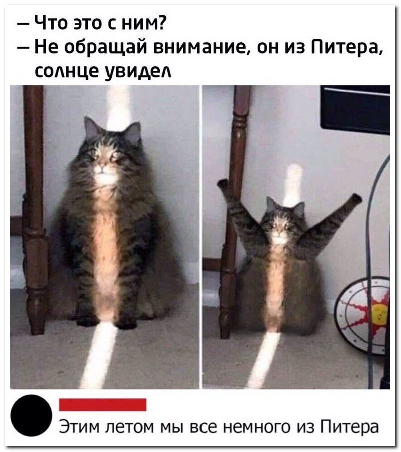 Забавные комментарии из социальных сетей