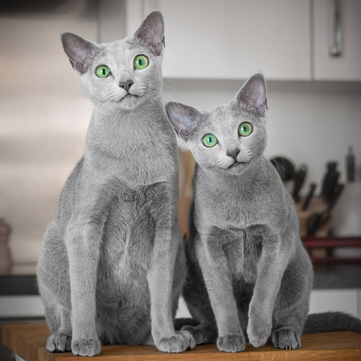Русская голубая кошка Русская голубая кошка