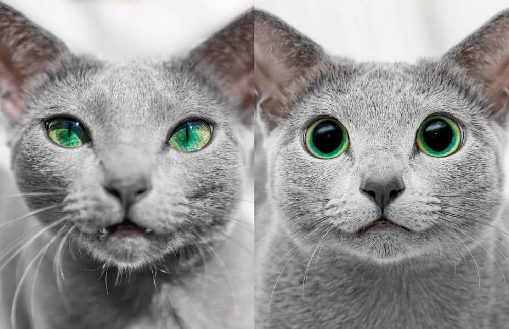 Русская голубая кошка Русская голубая кошка