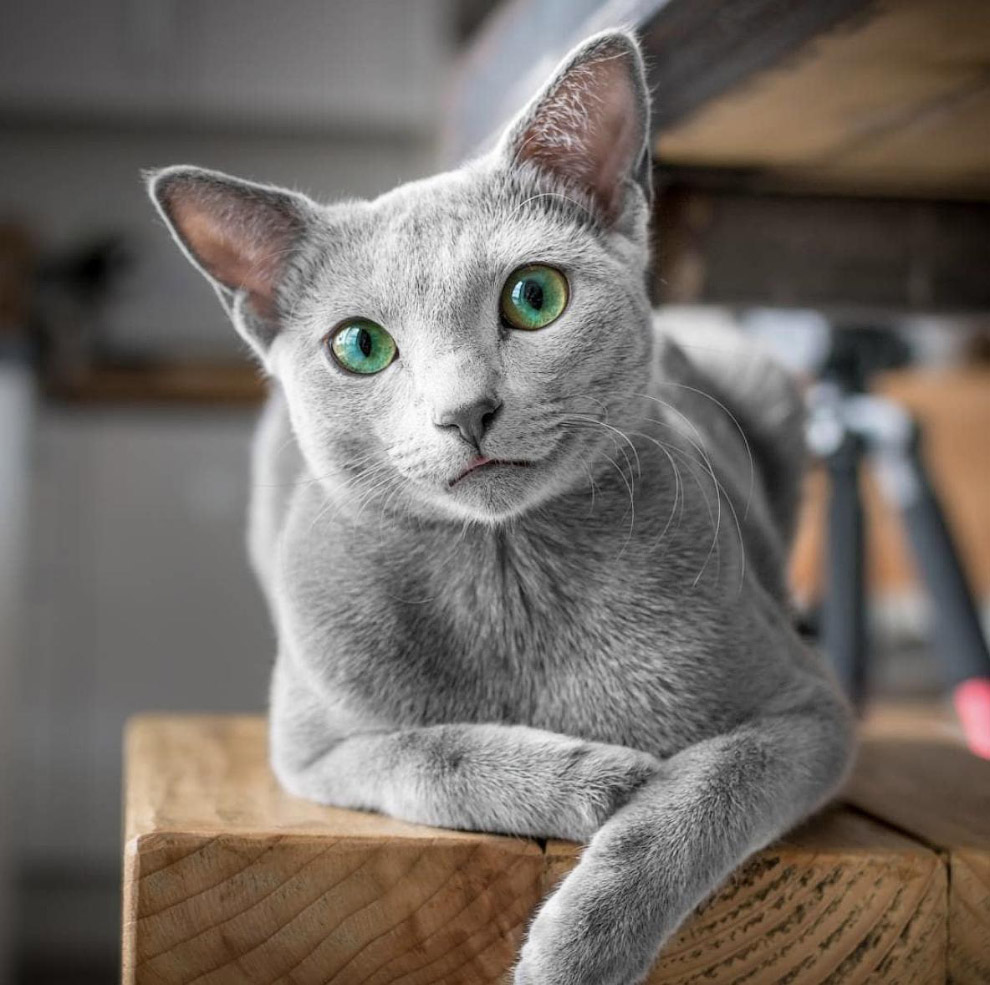 Русская голубая кошка Русская голубая кошка