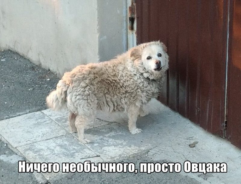 Прикольные картинки