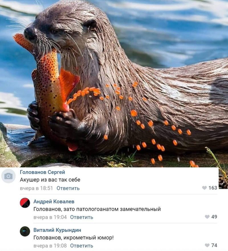 Прикольные картинки