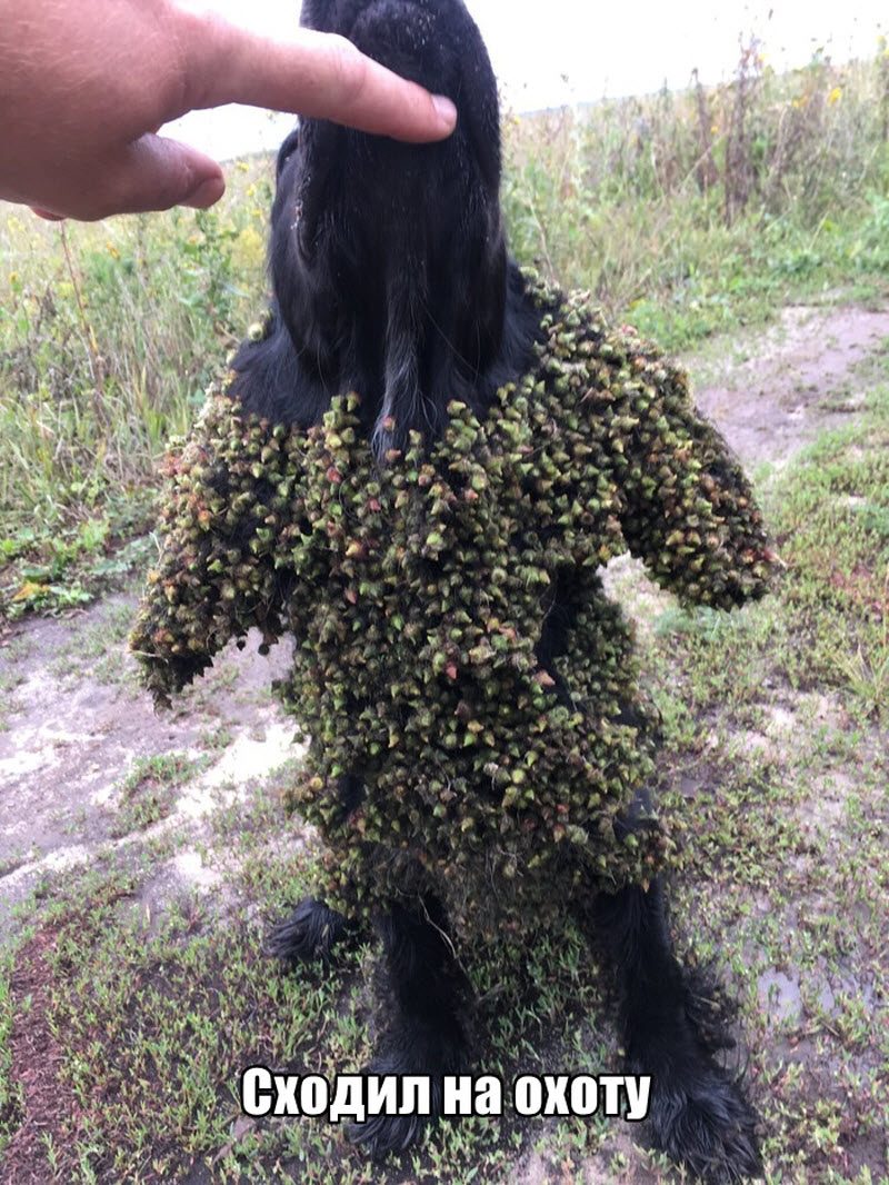 Прикольные картинки