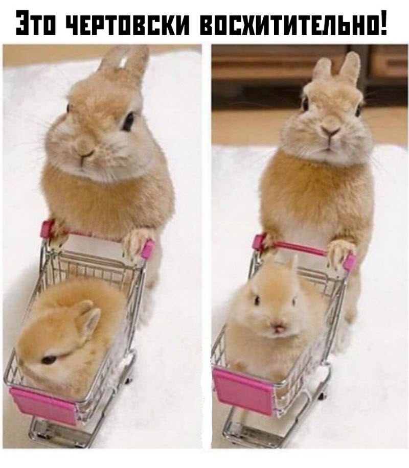 Прикольные картинки