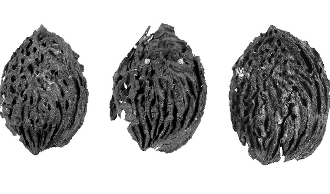 Новые находки археологов Новые находки археологов