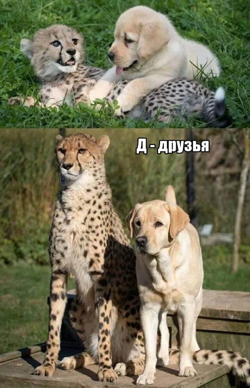Прикольные картинки