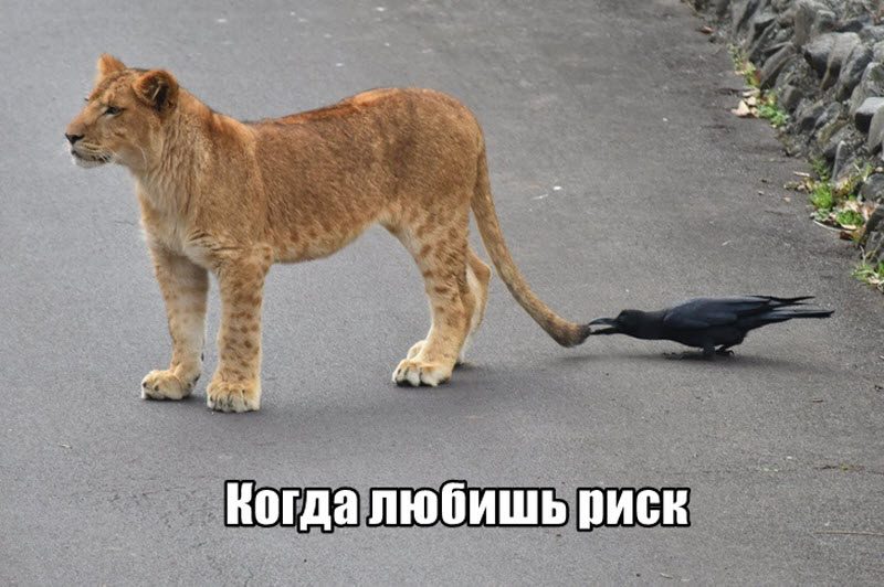 Прикольные картинки
