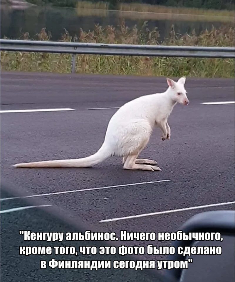 Прикольные картинки