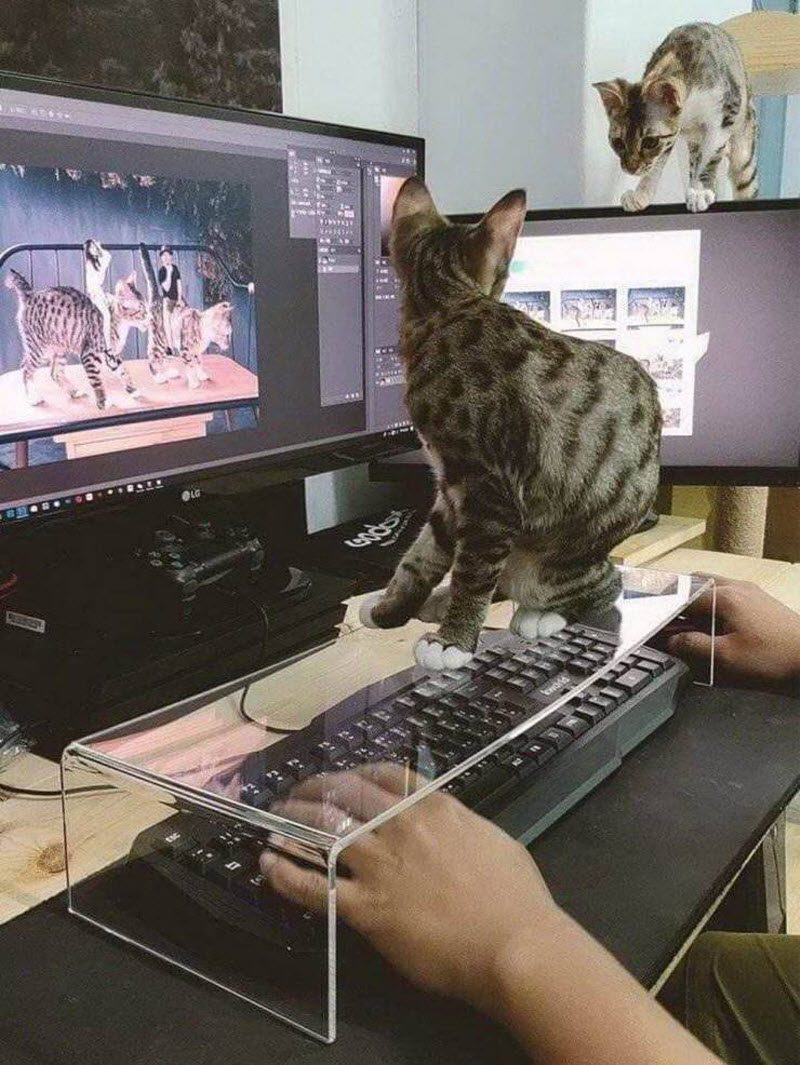 Прикольные картинки