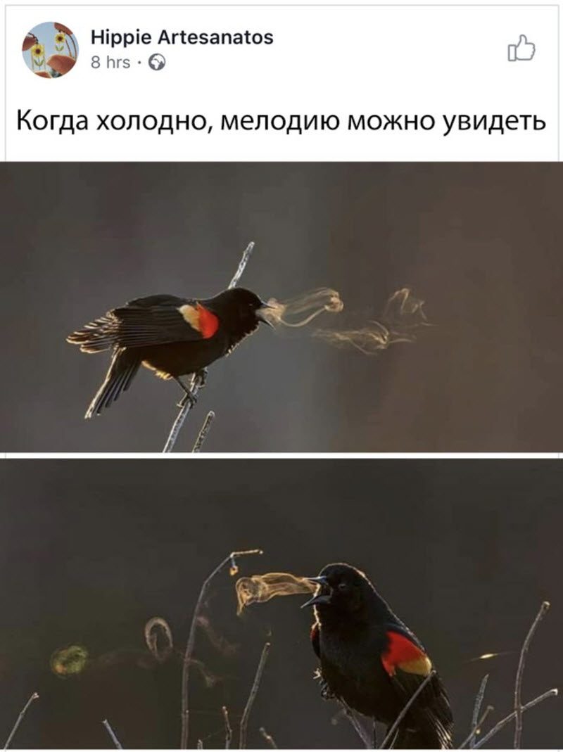 Прикольные картинки