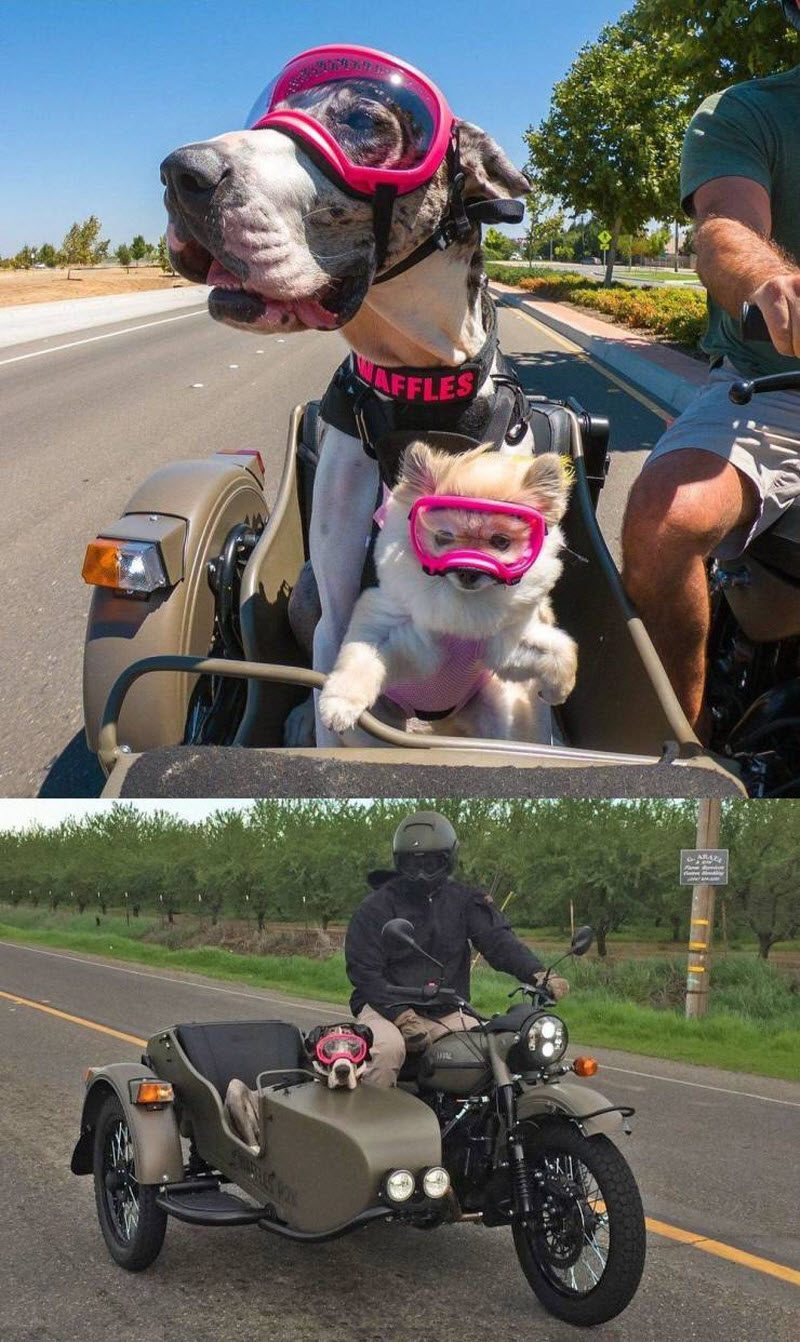 Прикольные картинки