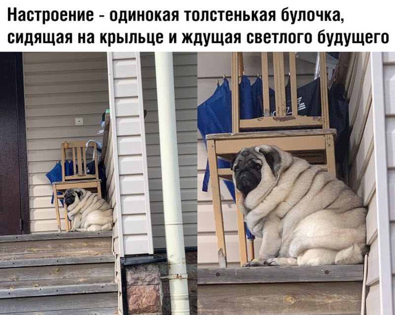Прикольные картинки