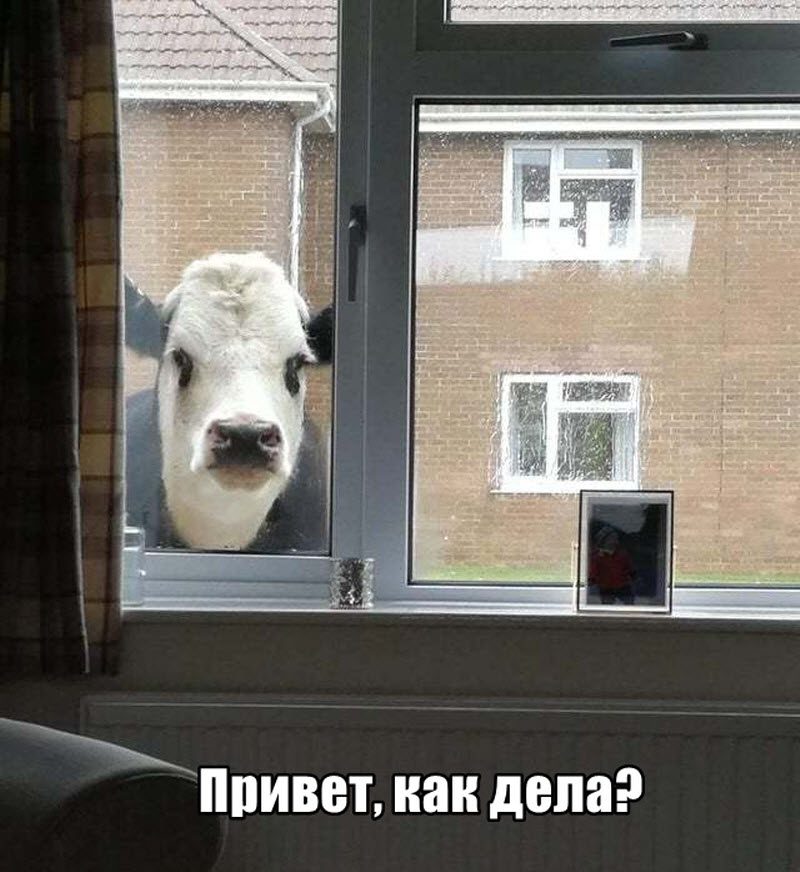 Прикольные картинки