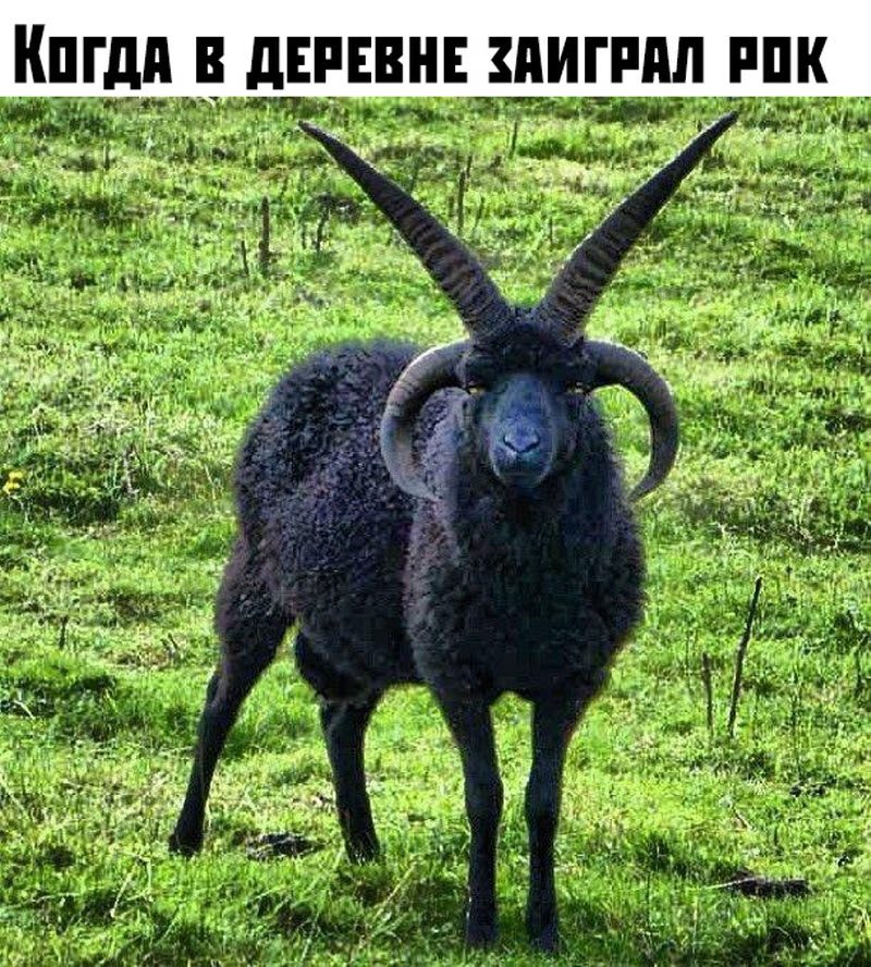 Прикольные картинки