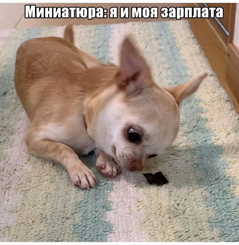 Прикольные картинки