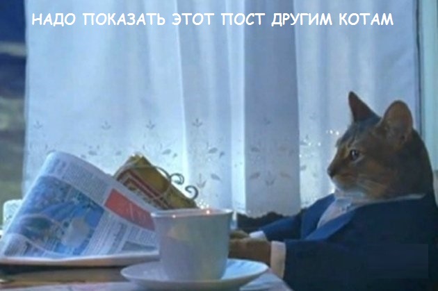 Такие разные и забавные котики