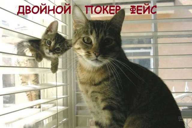 Такие разные и забавные котики