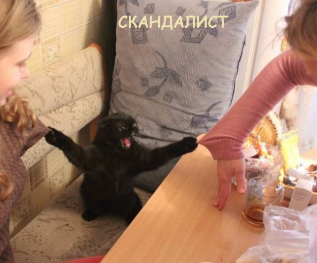 Такие разные и забавные котики