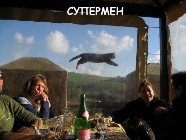 Такие разные и забавные котики