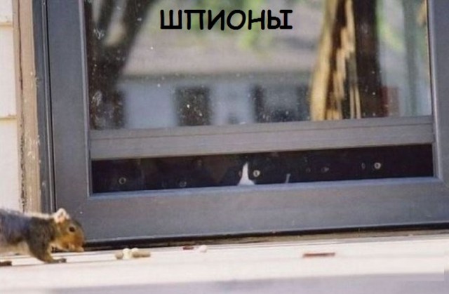 Такие разные и забавные котики